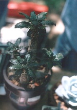 Dorstenia foetida