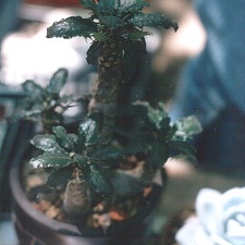 Dorstenia foetida