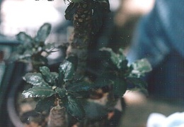 Dorstenia foetida