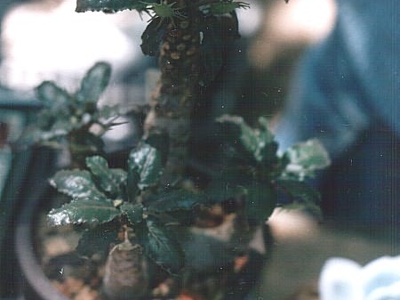 Dorstenia foetida