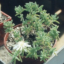 Drossanthemum eburneum