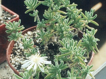 Drossanthemum eburneum