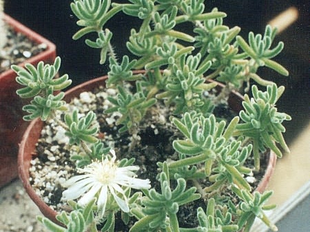 Drossanthemum eburneum