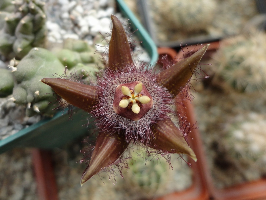 Duvalia corderoi
