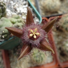 Duvalia corderoi