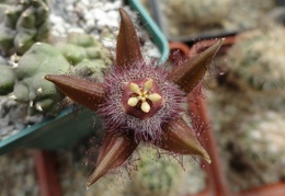 Duvalia corderoi