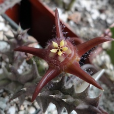 Duvalia elegans FG