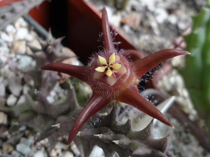Duvalia elegans FG