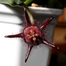 Duvalia vestita ES 3555