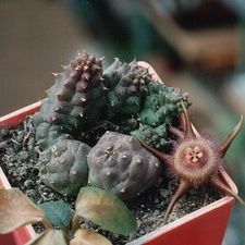 Duvalia compacta