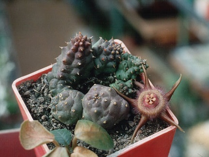 Duvalia compacta