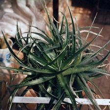 Dyckia sp.
