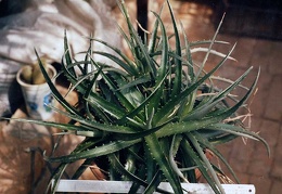 Dyckia sp.