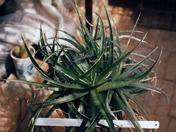 Dyckia sp.