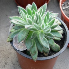 Echeveria  cv Set Oliver