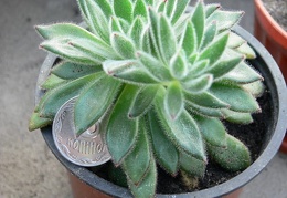 Echeveria  cv Set Oliver