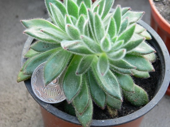 Echeveria  cv Set Oliver