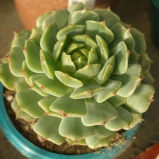 Echeveria derenbergii Iv FG