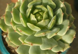 Echeveria derenbergii Iv FG