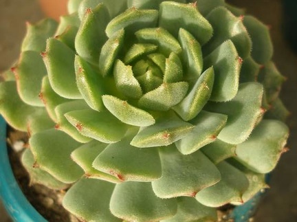Echeveria derenbergii Iv FG