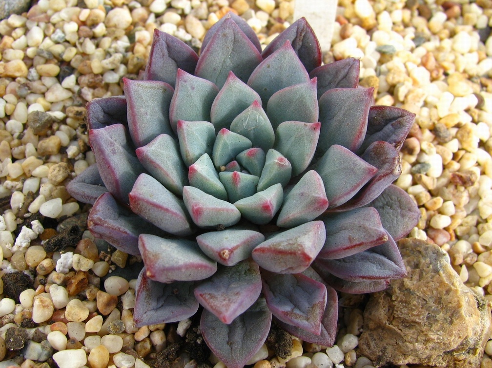 Echeveria expatriata