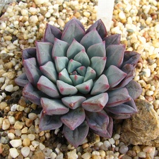 Echeveria expatriata
