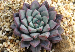 Echeveria expatriata