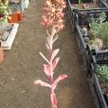 Echeveria gibbiflora f  metallica