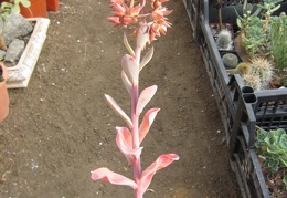 Echeveria gibbiflora f  metallica