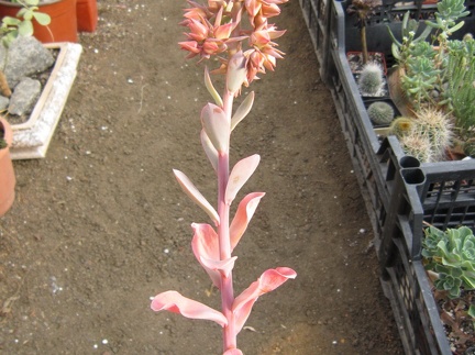 Echeveria gibbiflora f  metallica