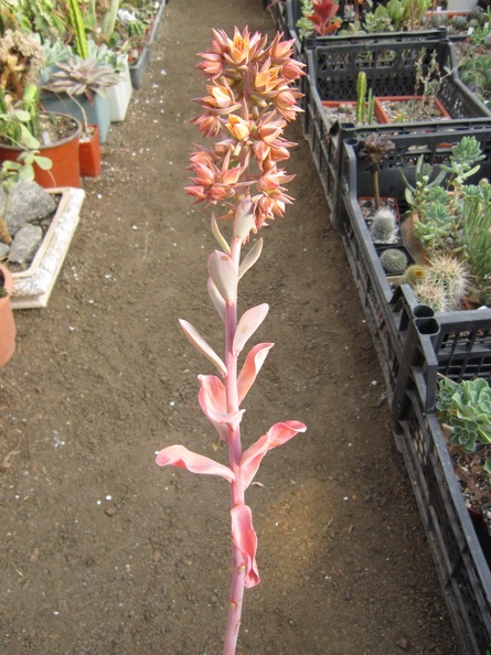 Echeveria_gibbiflora_f__metallica.JPG