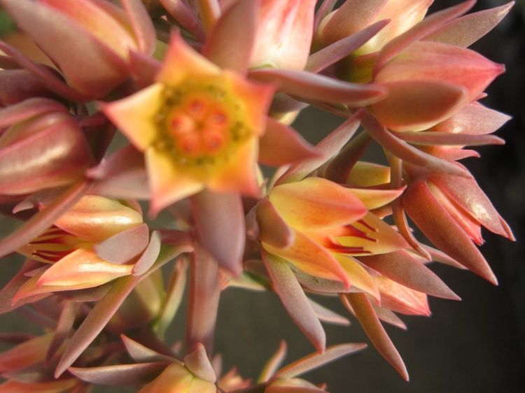 Echeveria gibbiflora f  metallica 001
