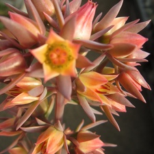 Echeveria gibbiflora f  metallica 001