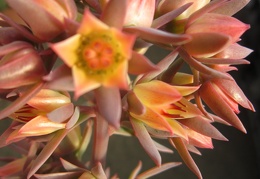 Echeveria gibbiflora f  metallica 001