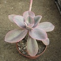Echeveria gibbiflora f  metallica 002