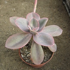 Echeveria gibbiflora f  metallica 002