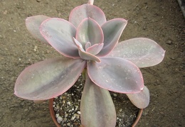 Echeveria gibbiflora f  metallica 002