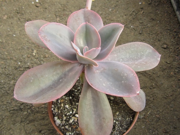 Echeveria gibbiflora f  metallica 002