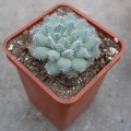 Echeveria harmsii1 Ketsko-photo Ivanova 001