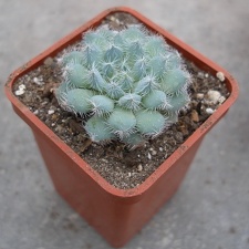 Echeveria harmsii1 Ketsko-photo Ivanova 001