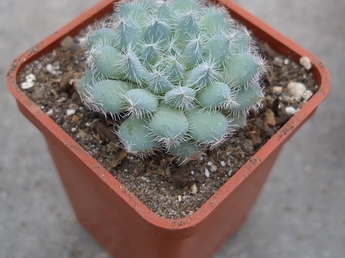 Echeveria harmsii1 Ketsko-photo Ivanova 001