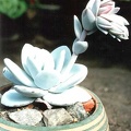 Echeveria lau