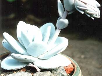 Echeveria lau