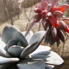 Echeveria laui Baschuk FG