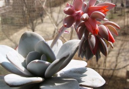 Echeveria laui Baschuk FG