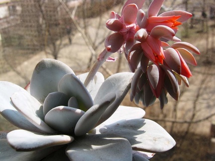 Echeveria laui Baschuk FG