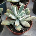 Echeveria leucotricha