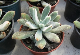 Echeveria leucotricha