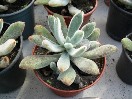 Echeveria leucotricha