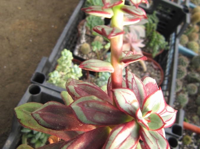 Echeveria nodulosa cv Painted Beauty